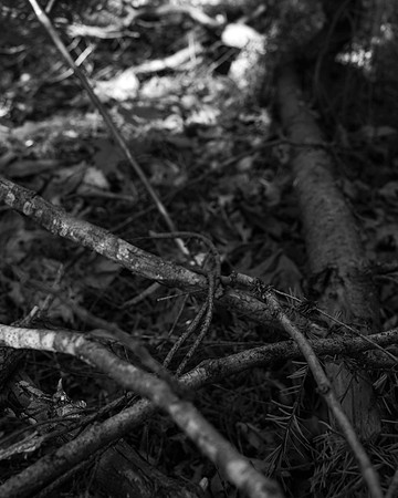Bellevue Botanical Garden Bellevue,WA.