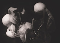 Still Life,Fruit, Bellevue