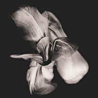 Still Life,Vegetables, Bellevue