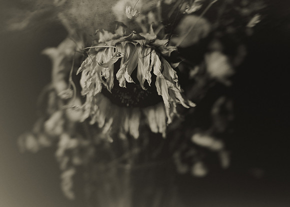 01172026 Flowers #3