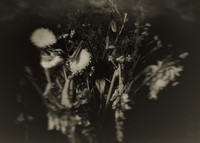 01172026 Flowers #1
