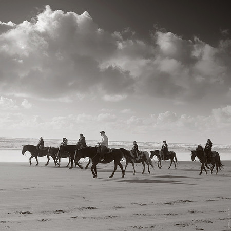 Horses, Long Beach, WA. 2017